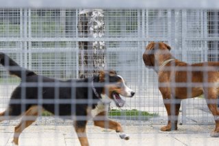 Les refuges animaliers sont appréciés pour le suivi après l'adoption (photo d'illustration). KEYSTONE/LAURENT GILLIERON